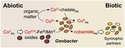 Cobalt Resistance via Detoxification and Mineralization in the Iron-Reducing Bacterium Geobacter sulfurreducens